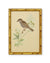 Three Framed Bird Artworks (Set C)
